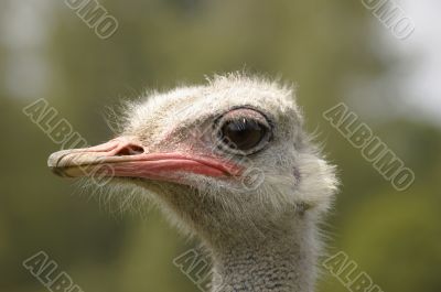 Ostrich