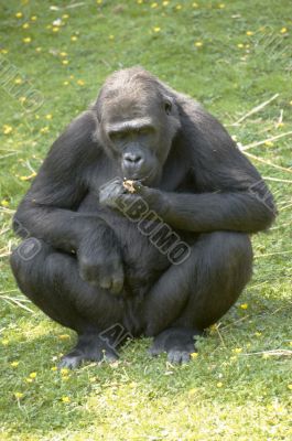 Lowland Gorilla