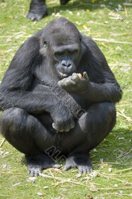 Lowland Gorilla