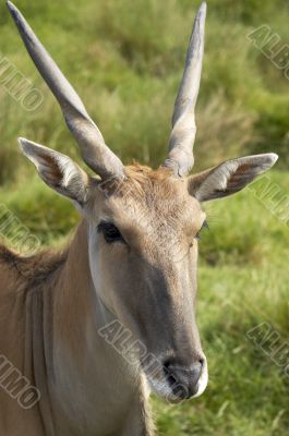 Eland antelope