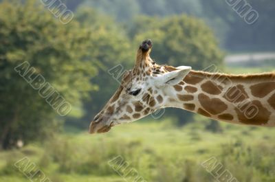 Giraffe
