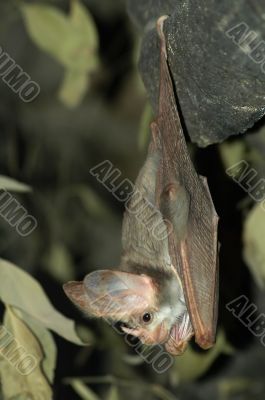 hanging bat
