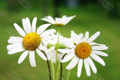 Camille bouquet