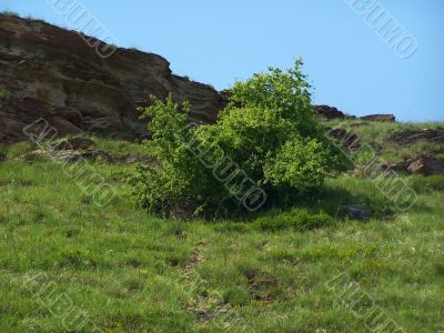 Landscape.