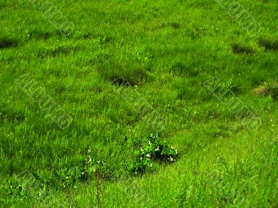Plants.