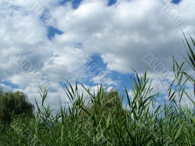 Plants.
