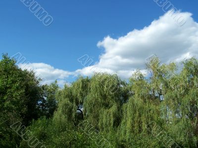 Landscape.