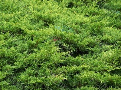 Plants.