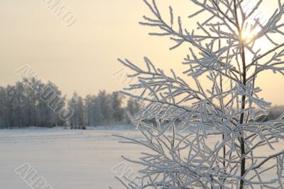The Freezing day