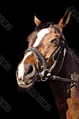 The horse