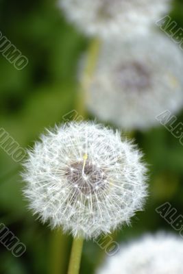 dandelion