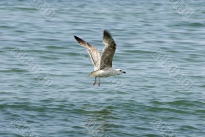 Gull on the beach
