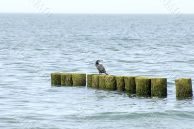 Phalacrocorax carbo