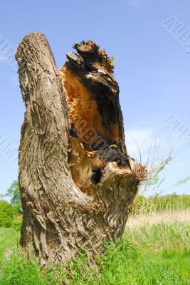 Old tree