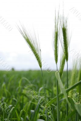 Green Grain