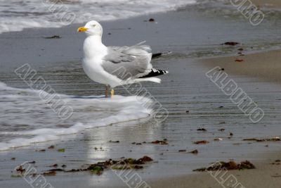 Gull on the beach