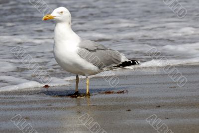 Gull on the beach