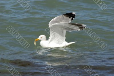 Gull on the beach