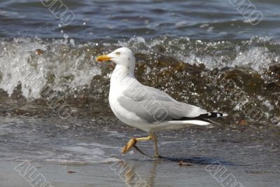 Gull on the beach