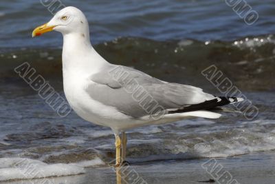 Gull on the beach