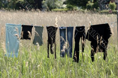 Dry laundry