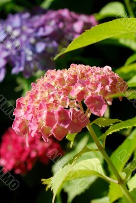 Hortensia close