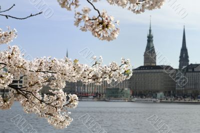 Springtime in the city