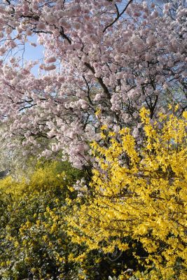 Springtime in the park