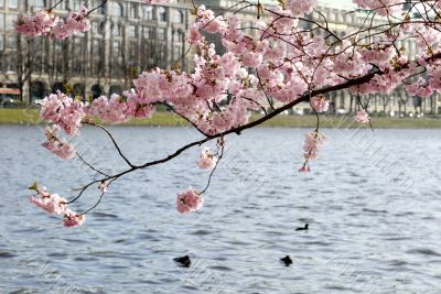 Japanese cherry tree