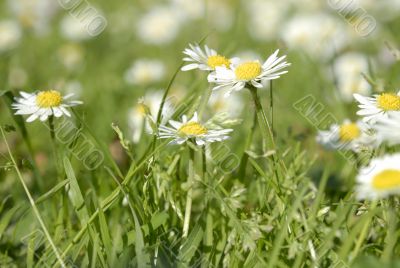 Meadow