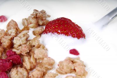 Cerealien