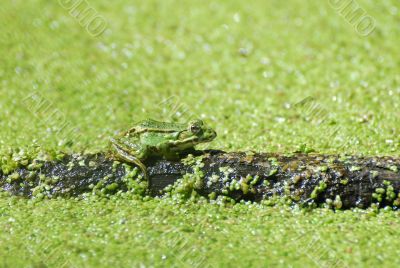 Water Frog