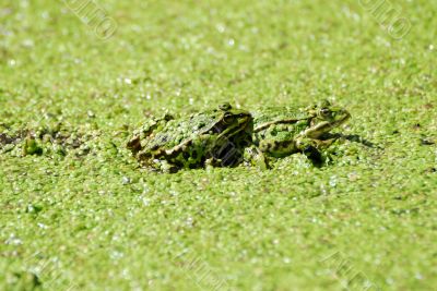 Two Frogs