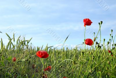 Poppy