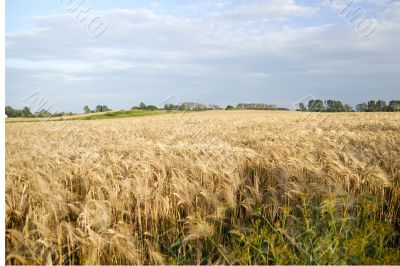 Grain