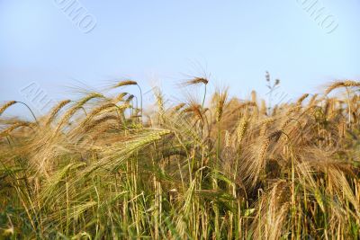 Grain