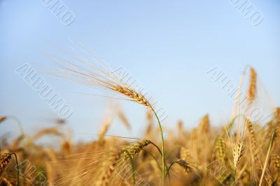 Grain