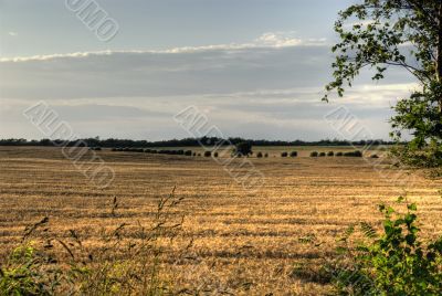 Grainfield