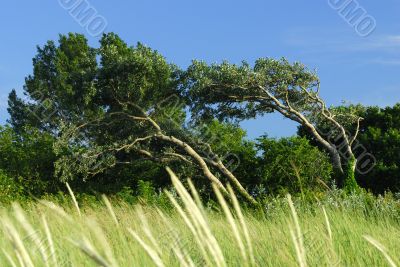 Trees in the storm
