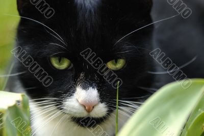 Green eyes of a cat