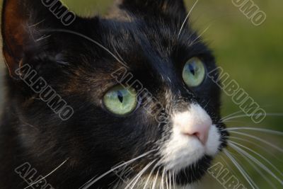 View of a cat
