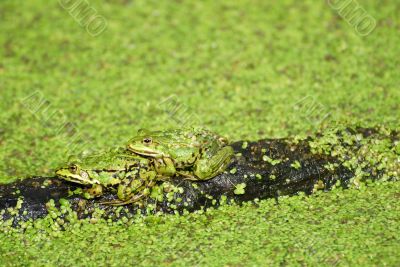 Frog