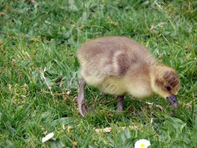 White-fronted Goose (Anser albifrons)