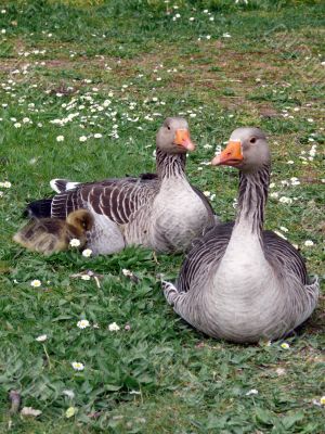 White-fronted Goose Anser albifrons