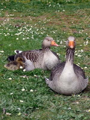 White-fronted Goose (Anser albifrons)