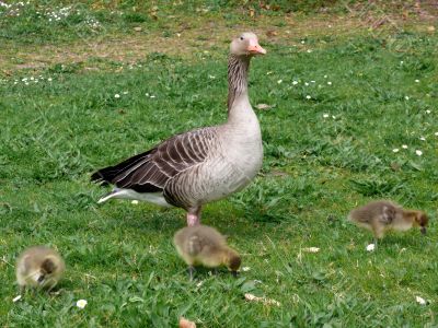 White-fronted Goose (Anser albifrons)
