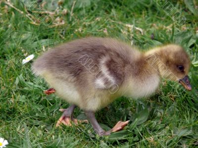 White-fronted Goose (Anser albifrons)