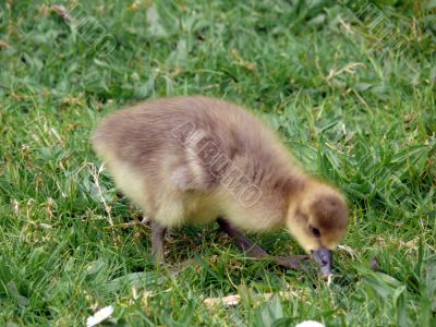 White-fronted Goose