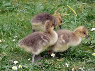 White-fronted Gooslings