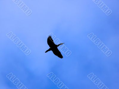 Bird Over My Head